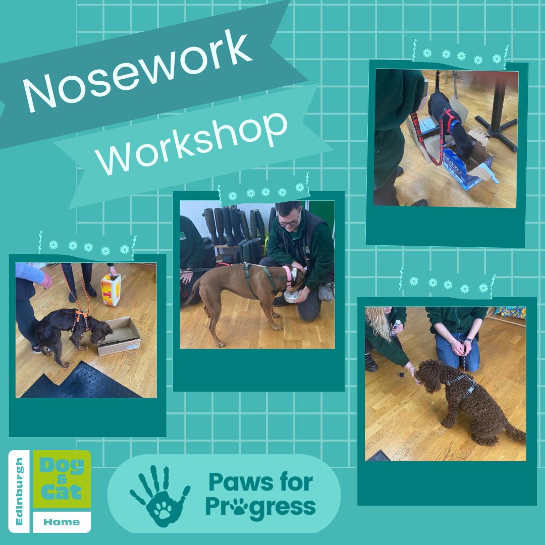 Exciting news! #PawsforProgress has wrapped up a fantastic 'Nosework' Workshop series at @EdinDogCatHome providing enrichment for the #rescuedogs in their care and a fun time for the dogs & staff! We're thrilled to have delivered this, thank you EDCH for having us🐾🐶