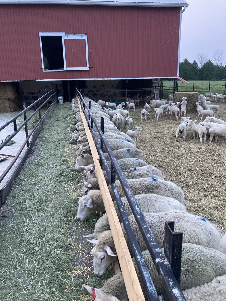 Thomas Lennox tweet media