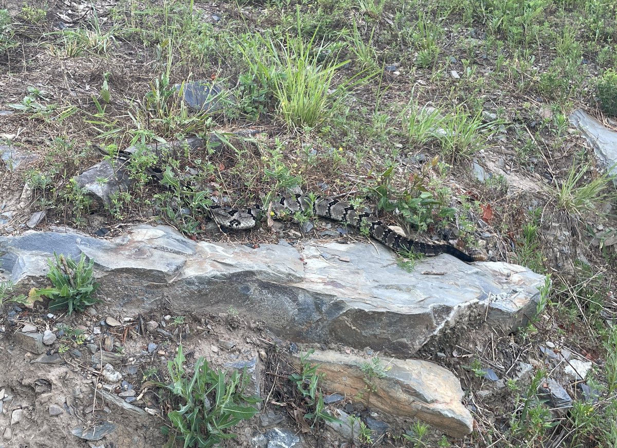 Oklahoma Department of Wildlife Conservation on Twitter "This Oklahomie right here is a timber