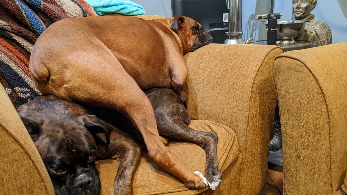 Knowby's tweet photo. @CraftingRogue Friends doggos trying to figure out how to share a chair https://t.co/n57X6MVGvu