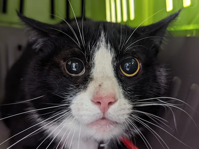newhope.shelterbuddy.com/Animal/Profile…
🆘️Neecho🆘️
(4TH CHANCE)
TBD 6/8/23 at 12PM 
Neecho is a handsome 
loving young man💗
Only 2 Years Old!
Lost ALL when his 
Owner was evicted!
Scared in the shelter 
Save Neecho🆘️🆘️
Adopt/Foster/Pledge 
He could DIE Thursday
#SaveMe #NYC 🆘️🆘️