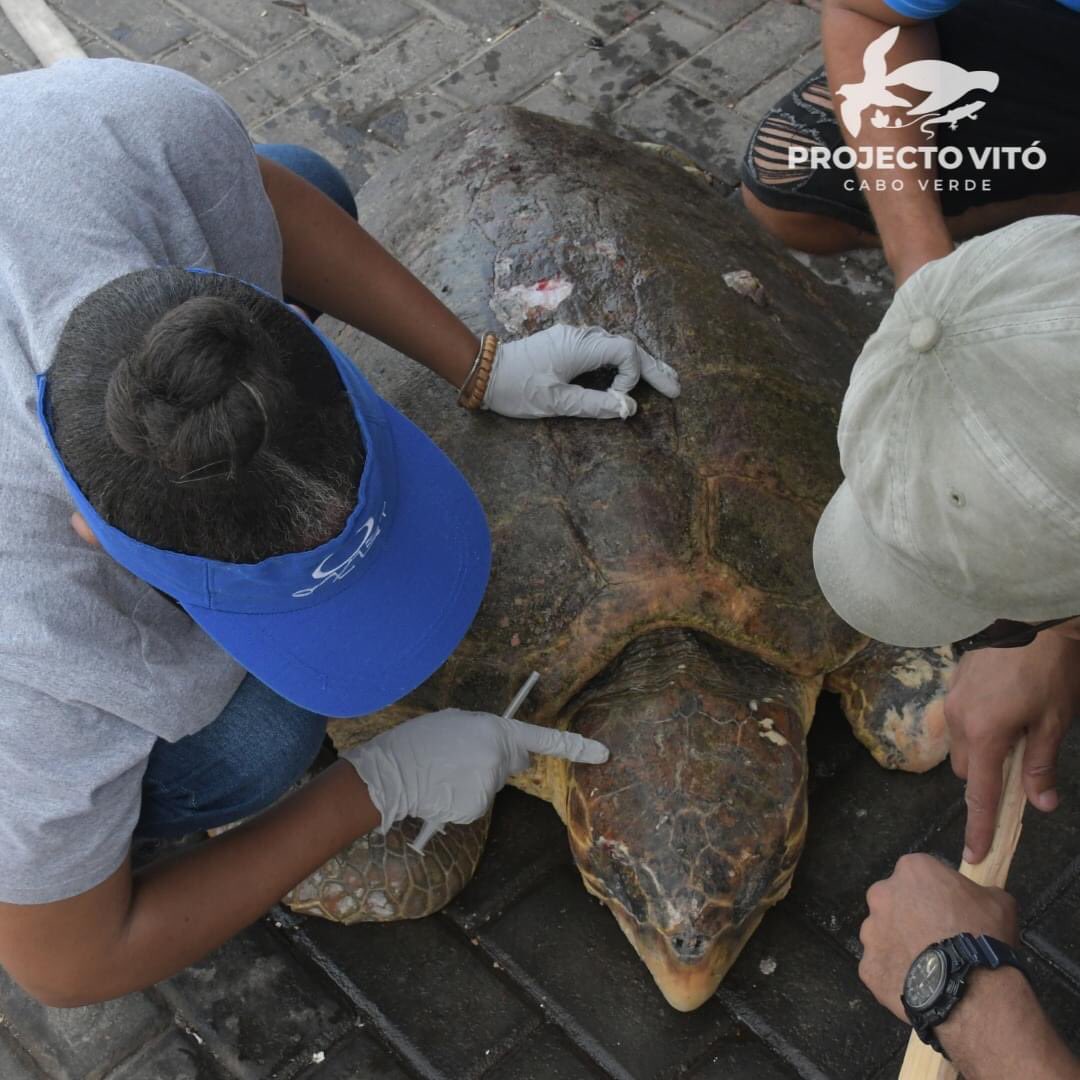 A #SeaTurtle - #Carettacaretta was found in the Port of Vale de Cavaleiros by a fisherman. We were on site along with a Veterinarian  who proceeded with the medication of the animal for three days and then it was returned to its natural habitat.