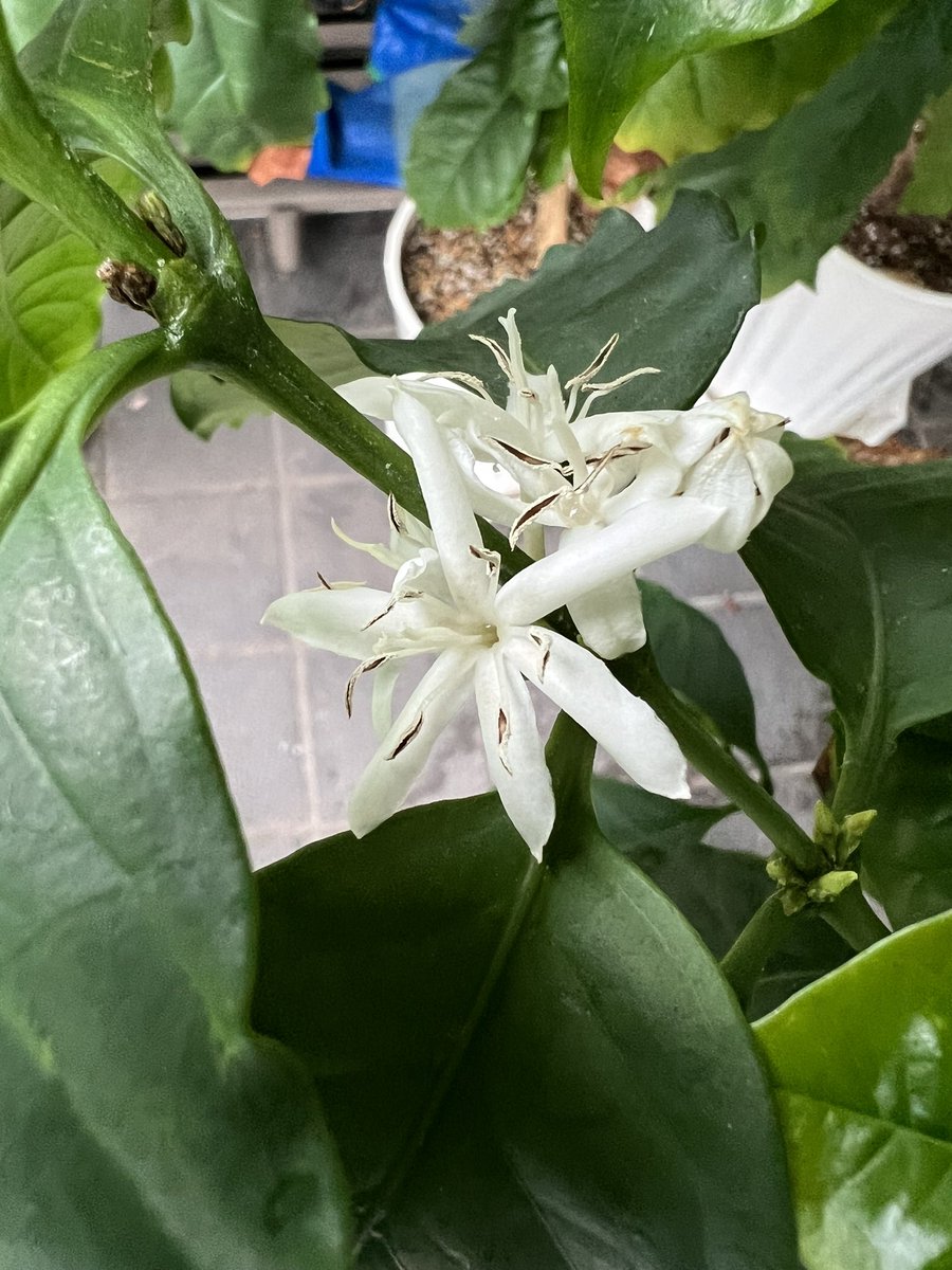 770077Masataka's tweet photo. コーヒーの花咲いた https://t.co/yPTKHHqYpE