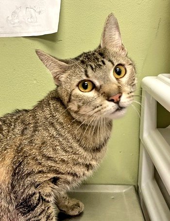 newhope.shelterbuddy.com/Animal/Profile…
🆘️Golden Eyes🆘️
(4TH CHANCE)
TBD 6/8/23 at 12PM 
Golden Eyes is a sweet 
gorgeous girl💗
Only a Year Old😢
Dumped by Owner 
Too Many Animals!
Afraid in the shelter
Save Golden Eyes🆘️
Adopt/Foster/Pledge 
She could DIE Thursday
#SaveMe #NYC 🆘️🆘️