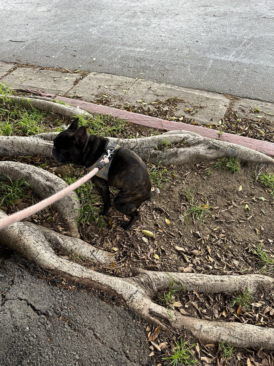 mommy jaz on Twitter "the escape artist in question"