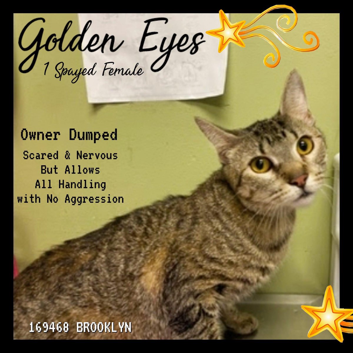🆘 #URGENT #NYC #NYCACC #CATS  GOLDEN EYES is on the “emergency placement” list and needs foster/rescue/adopter by 6/8 @ NOON.  

PLEASE RT-adopt-foster! #TeamKittySOS #AdoptDontShop #CatsOfTwitter #cutecats newhope.shelterbuddy.com/Animal/Profile…