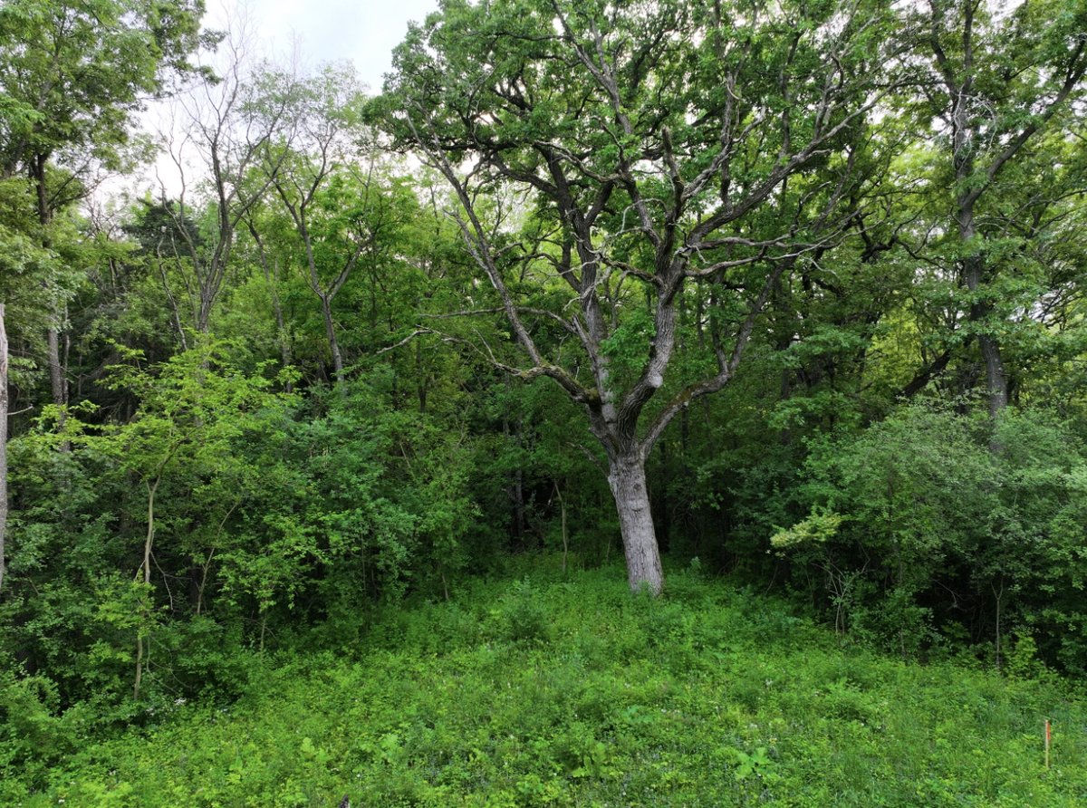 Time for tree clearing.  I have named this project by these three OAK trees that will have the new home in the center of them. 
  
#builtbymodern
#moderncontractorsinc
#modernhomesinc
#homebuilder
#customhomes 
#builders 
#newhome 
#acreage 
#repeatcustomer

#3oaksnewhome