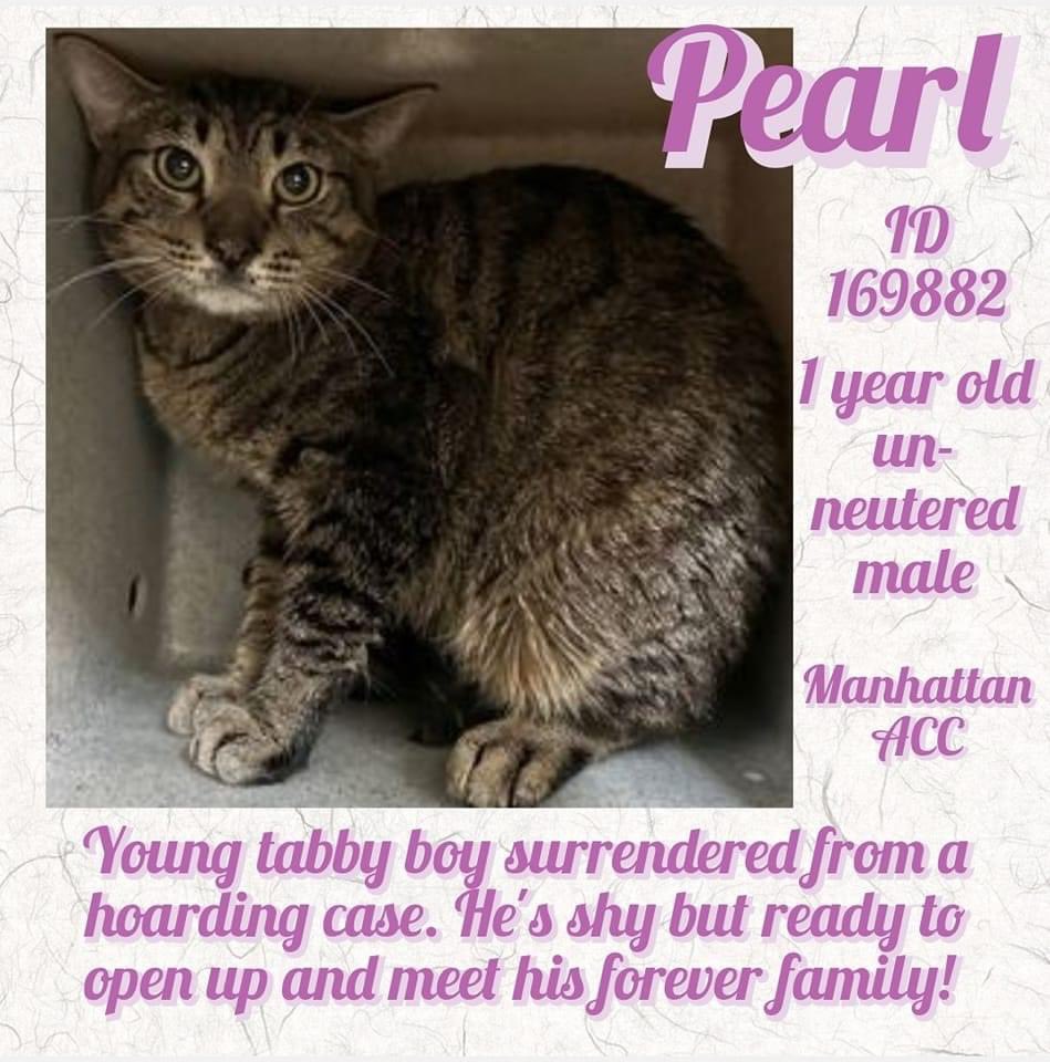 🆘 #URGENT #NYC #NYCACC #CATS  PEARL is on the “emergency placement” list and needs foster/rescue/adopter by 6/8 @ NOON.  

PLEASE RT-adopt-foster! #TeamKittySOS #AdoptDontShop #CatsOfTwitter #cutecats newhope.shelterbuddy.com/Animal/Profile…