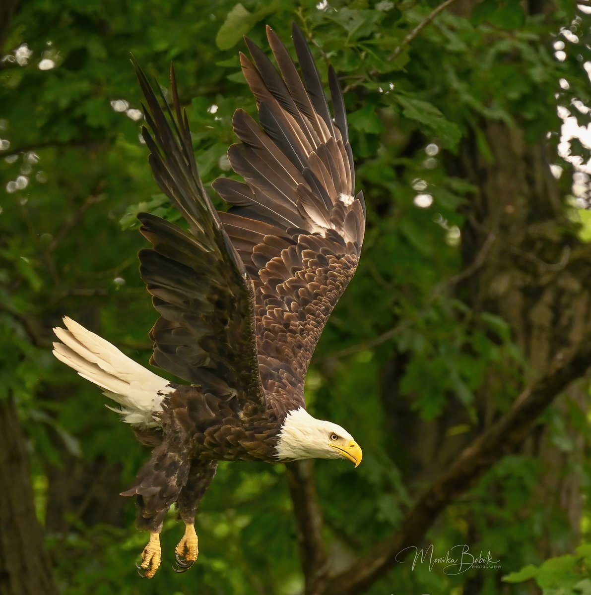 (Photo courtesy of Monika Bobek)
#BaldEagle #BirdTwitter #NaturePhotography #WillCounty