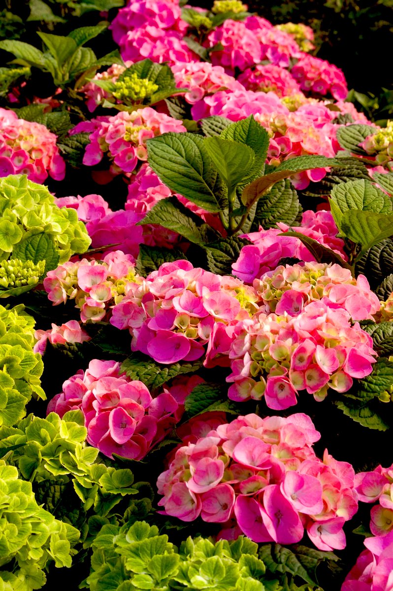 SitaIRL88's tweet photo. Pinktacular ..... Pink blossoms ..... Pink sequins !!
#PinkGallery https://t.co/nGTr9xIhz8