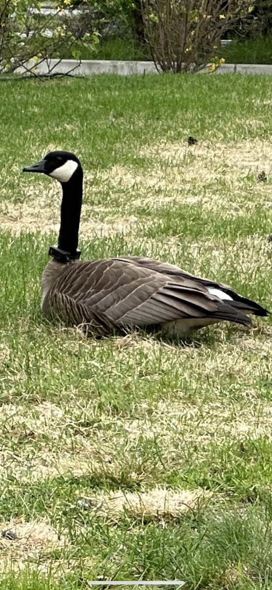 Shan Cole on Twitter "Anyone recognize the tracker on this Canada