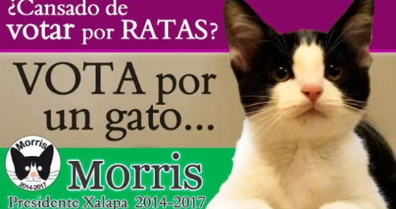 ustedes eran muy jóvenes pero en el 2013 un gato se postuló para la alcaldía de Xalapa