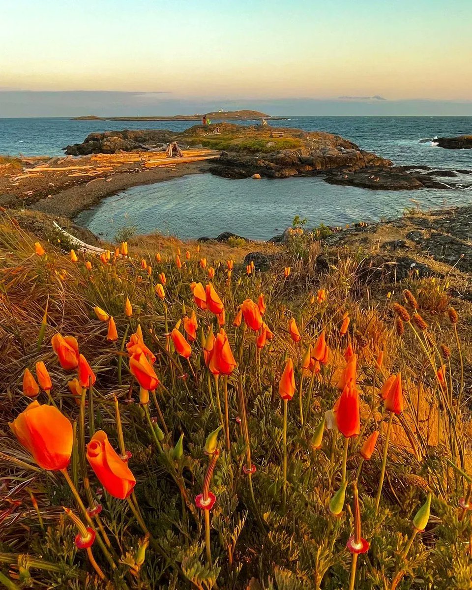 Victoria_Hype's tweet photo. Breathtaking sunset at Kitty Islet in #VictoriaBC 🌅 

(Photo by dougclementphotography / IG https://t.co/87q5OONOPd ) https://t.co/0zfjFK9P7k