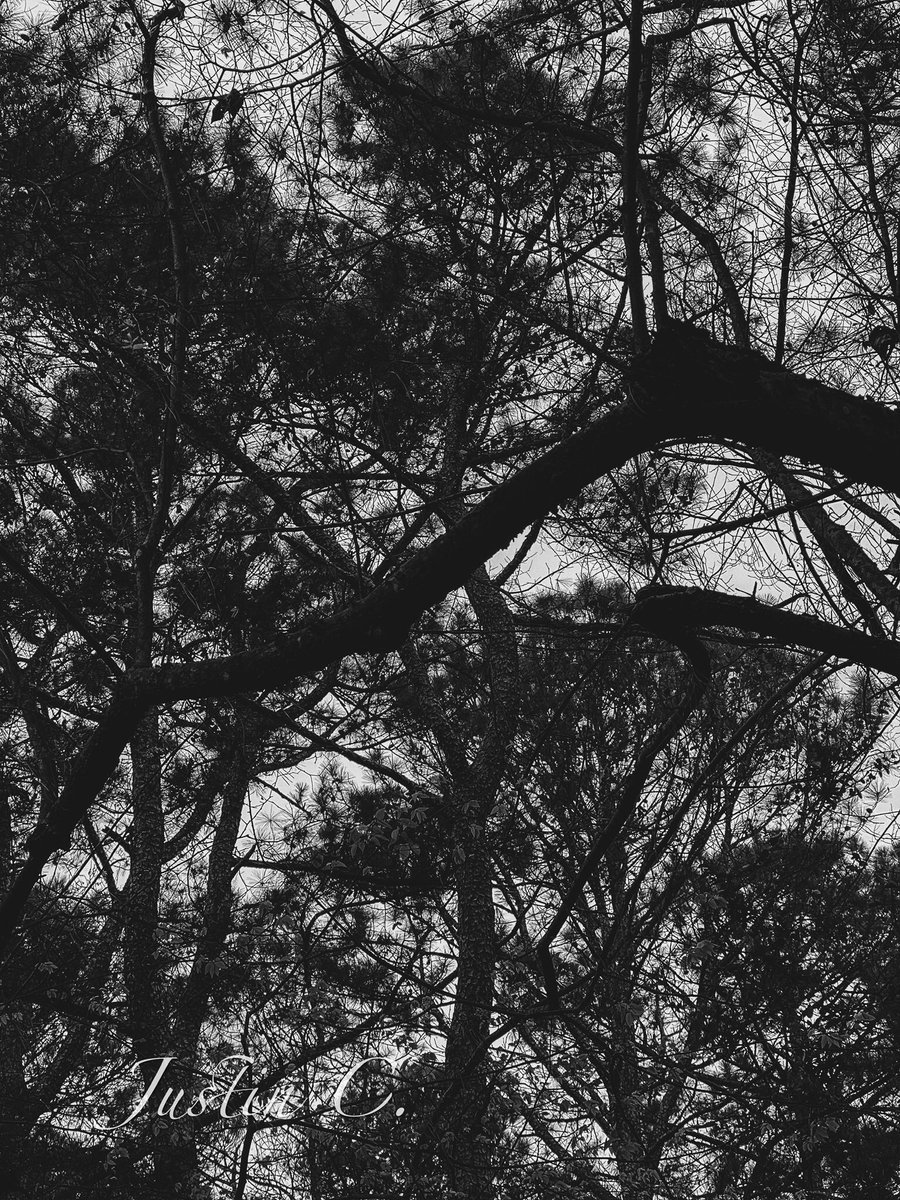 JustinC81212897's tweet photo. Green Meadow Preserve B&amp;W Shoot Pt.4 - Pt.7
#silenthill #blairwitchproject #blackandwhite #blackandwhitephotography 
#monochromeforest
#blackandwhiteforest
#forestphotography
#bwlandscape
#monochromelandscape
#blackandwhitelandscapes
#forestwalk
#bwoutdoors
#monochromenature https://t.co/qr7VpaWrcy