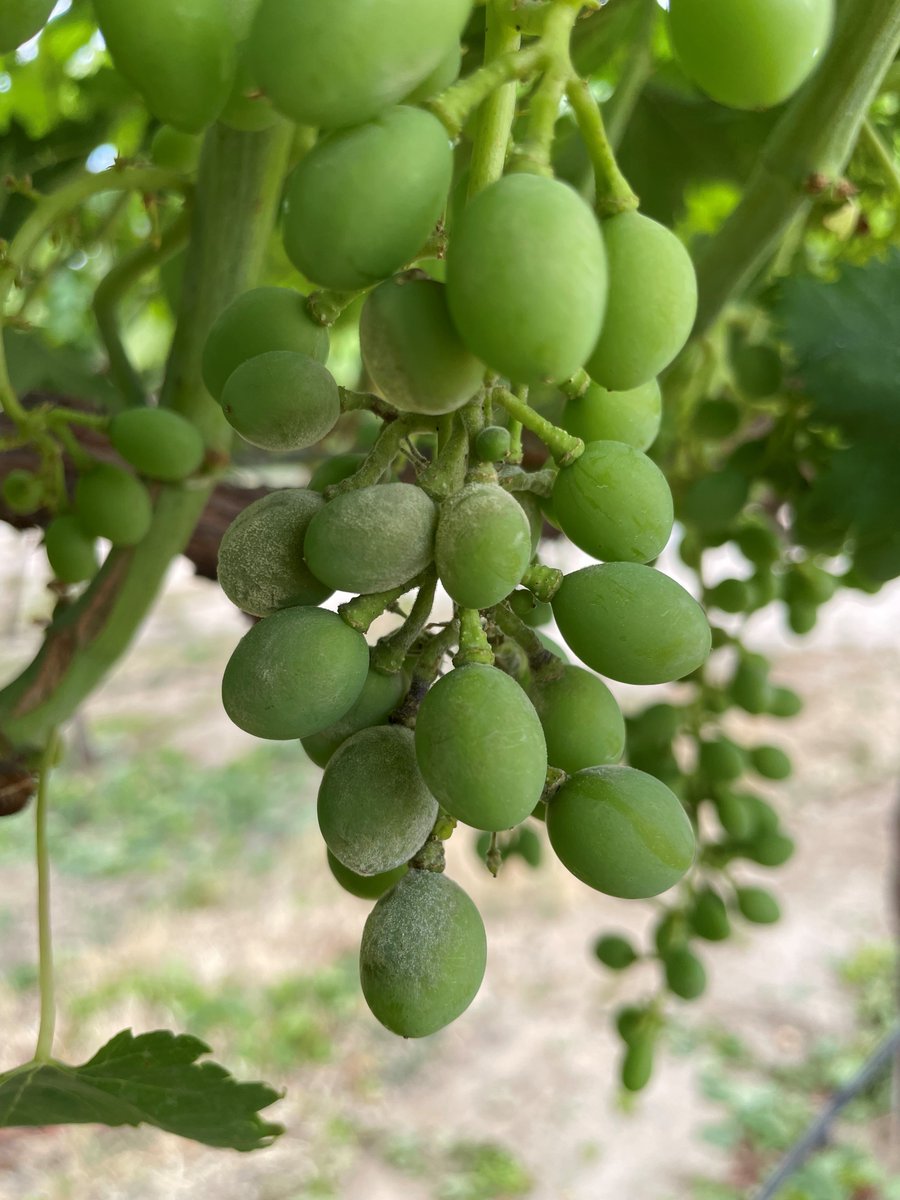 Don't let the cool and late #2023season fool you on #grape #mildew #botrytis management. #Mildew pressure has been absent and mild until Memorial Day. Next week 60 F to 85 F won't help it and cloudy and humid days make it worse. <a href="/ucanr/">Ag&Natural Resources</a> <a href="/UCIPM/">UC Statewide IPM Program</a> <a href="/grapetweets/">Matthew Fidelibus</a>