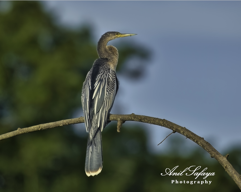 Anhinga- Name comes from the Tupi Indians in Brazil and means “devil bird” or “evil spirit of the woods.” Also called snakebird, darter and water turkey.
#TwitterNatureCommunity #IndiAves #NaturePhotography #BBCWildlifePOTD #NatureBeauty #incrediblebirding #BirdsSeenIn2023