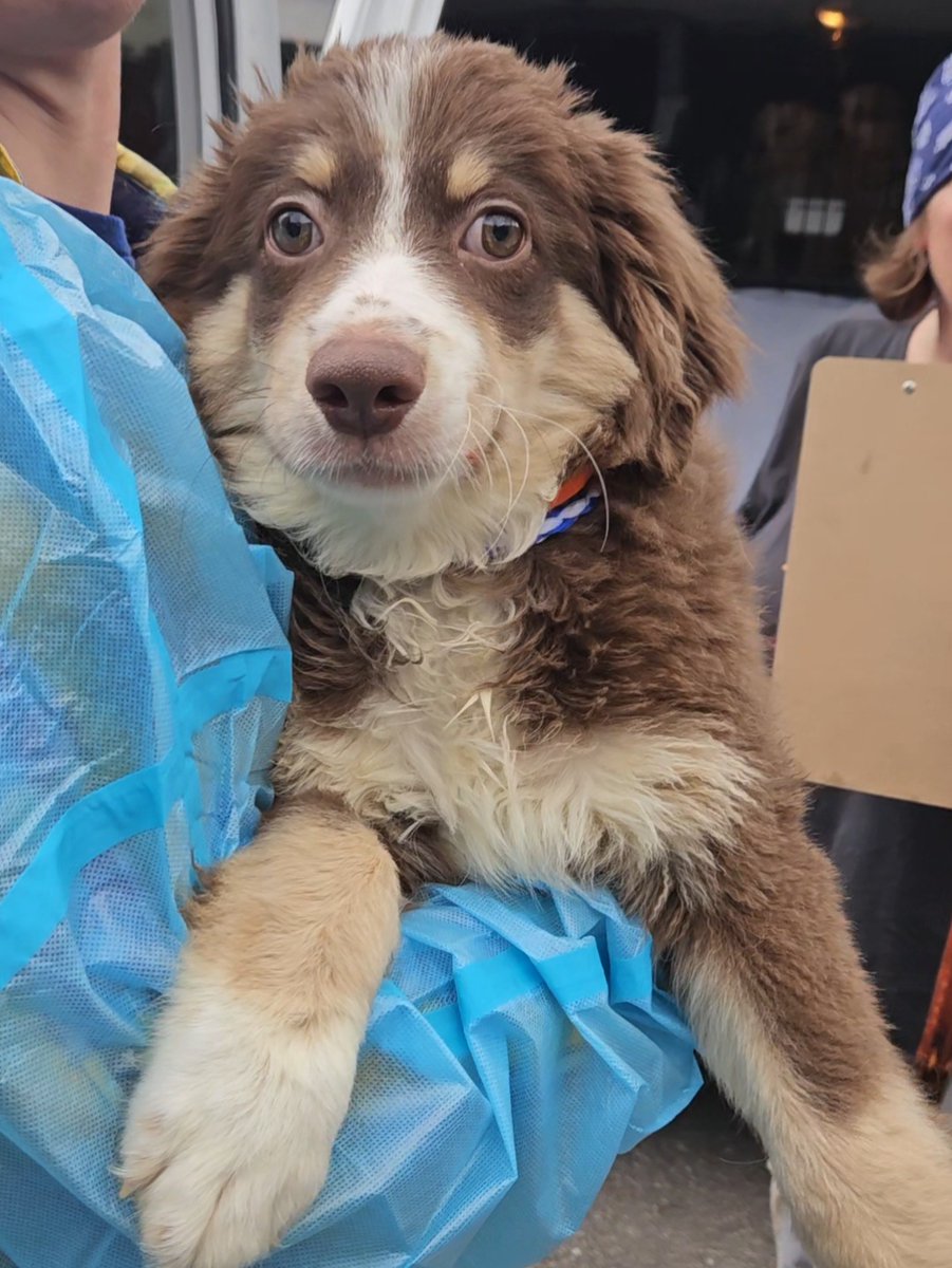 GreatPlainsSPCA's tweet photo. AT CAPACITY‼️ HELP NEEDED‼️

We are in desperate need of fosters, volunteers, adopters and donations. With a decline in adoptions, and increased asks for surrenders and stray pets, we are hitting our limits. https://t.co/wOQZiQZE58