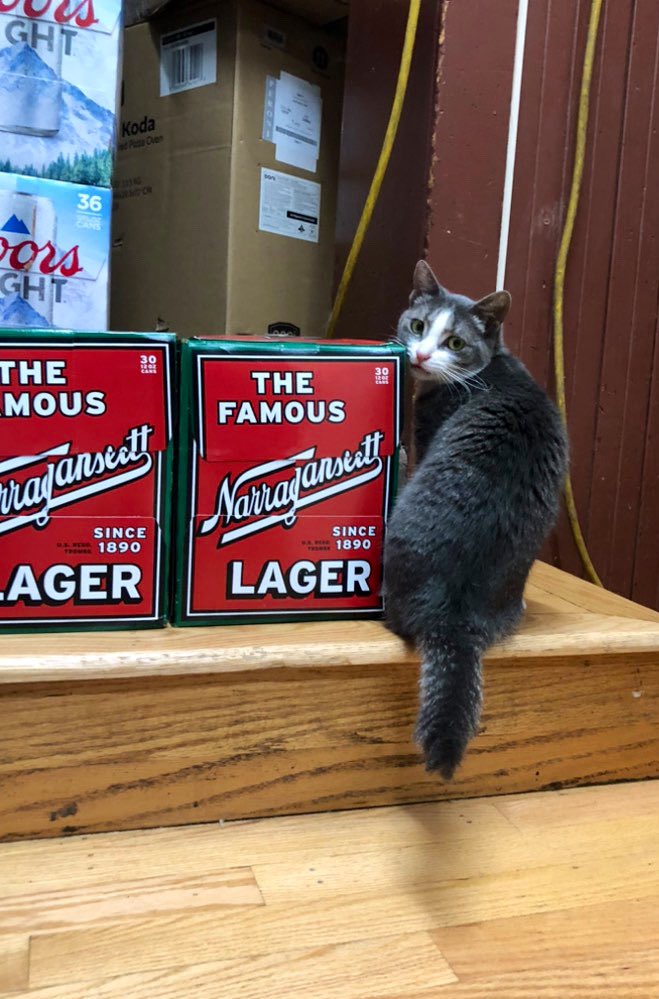Bodegacats_'s tweet photo. https://t.co/MwYFbGm2ih