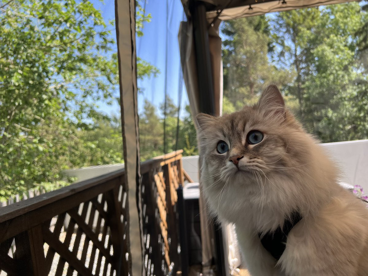 TheLionessCath (@thelionesscath) on Twitter photo 