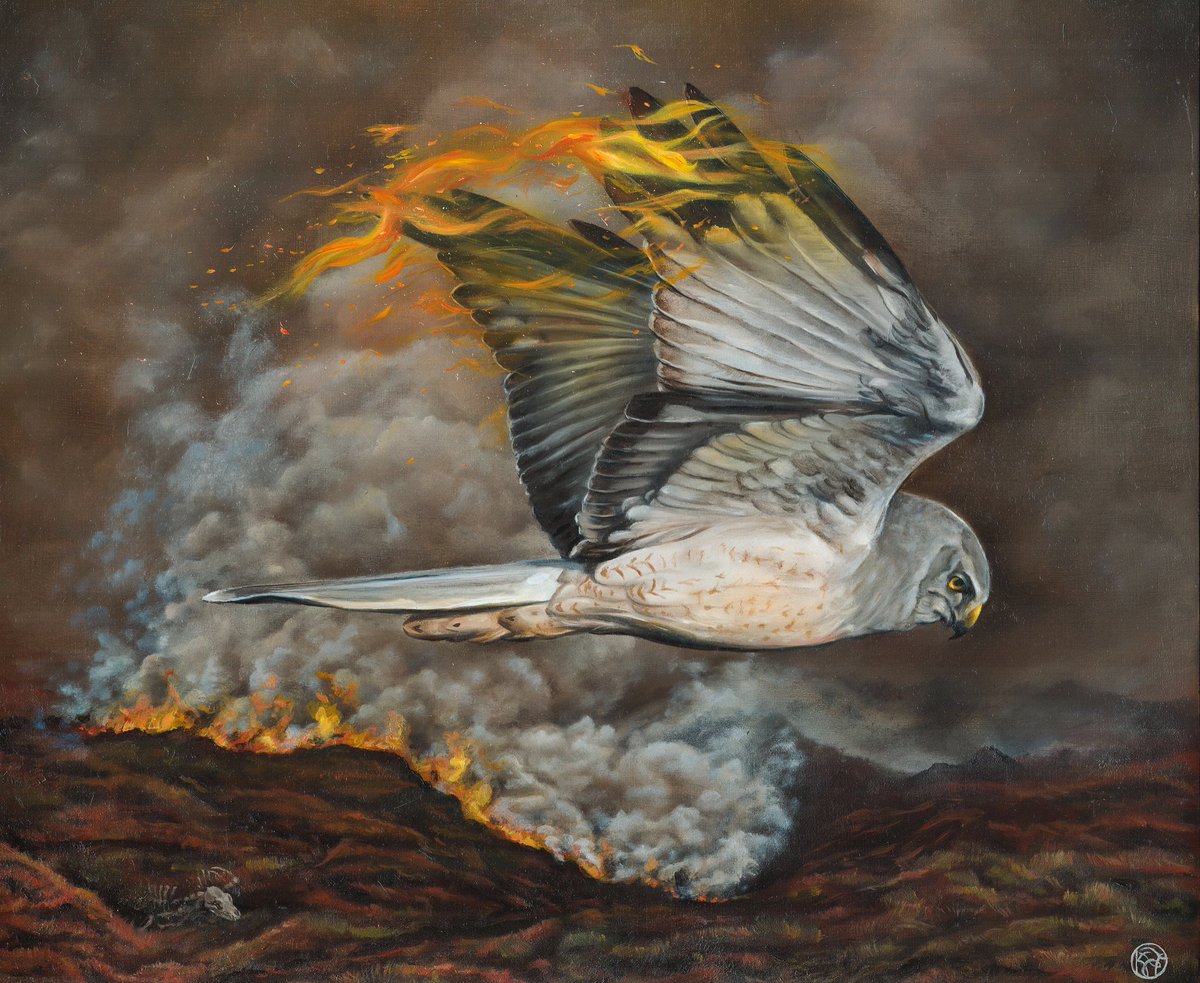 Krysten Newby (@krysthecreator) on Twitter photo So happy that <a href="/BBCSpringwatch/">BBC Springwatch</a> are covering the issue of raptor persecution 👏 unnecessary deaths associated with an unnecessary industry! Channeled my frustration through oils a couple of years back ‘moor or less’ #wildlifeart #springwatch <a href="/RaptorPersUK/">Raptor Persecution UK</a> #henharrier #oilpainting So happy that <a href="/BBCSpringwatch/">BBC Springwatch</a> are covering the issue of raptor persecution 👏 unnecessary deaths associated with an unnecessary industry! Channeled my frustration through oils a couple of years back ‘moor or less’ #wildlifeart #springwatch <a href="/RaptorPersUK/">Raptor Persecution UK</a> #henharrier #oilpainting