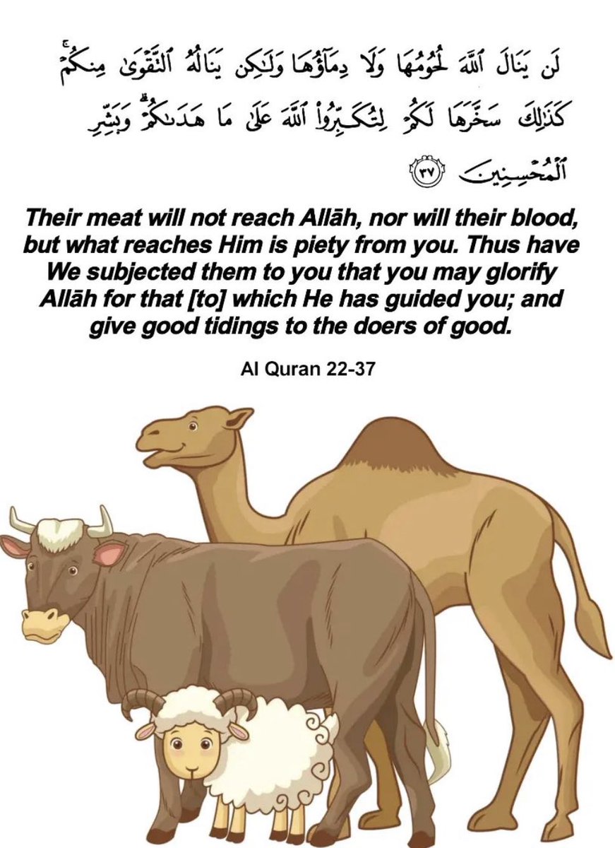 Allahu Akbar 🐑 🤍