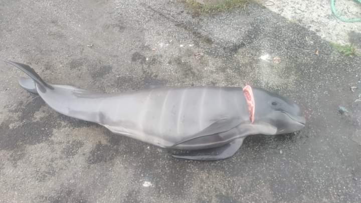 FawnFallowheart's tweet photo. #FaroeIslands have just killed AGAIN 6th June in Sandoy approx 50 #PilotWhales including this baby. This cruel, vile, unnecessary slaughter of our marine life is a disgrace #StopTheGrind https://t.co/4SpI5ZlS8Z