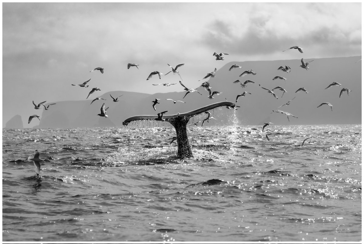 Stephen dunbar tweet media