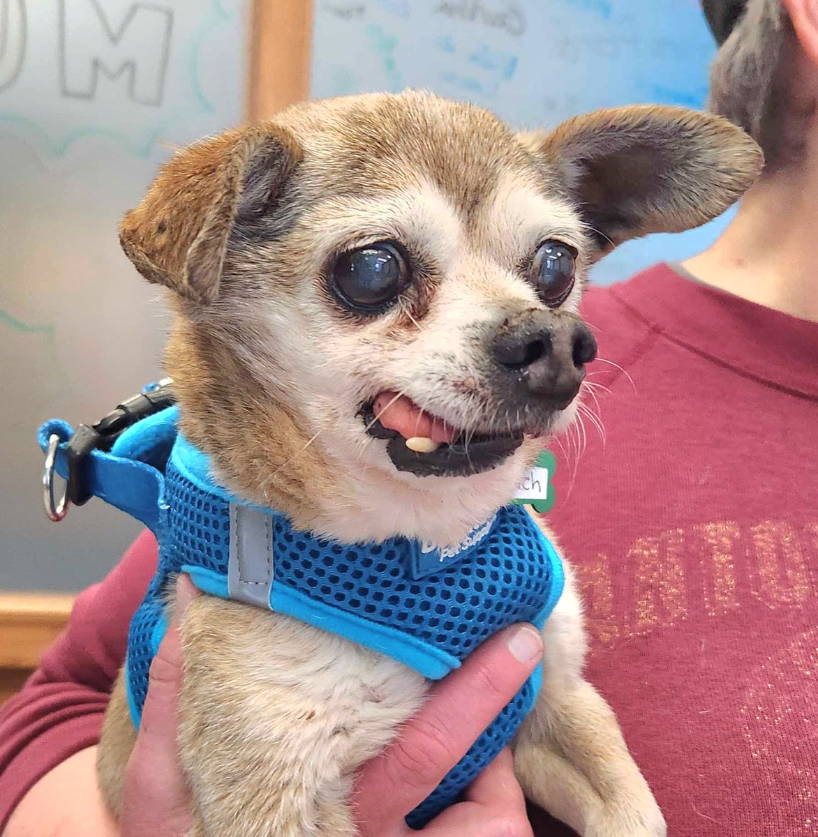 Muttville's tweet image. Meet Patch and his teef! Just in from Front Street Animal Shelter in #Sacramento, he's a sweet and mellow gentleman! #availablesoon 🦷😍 Muttville.org