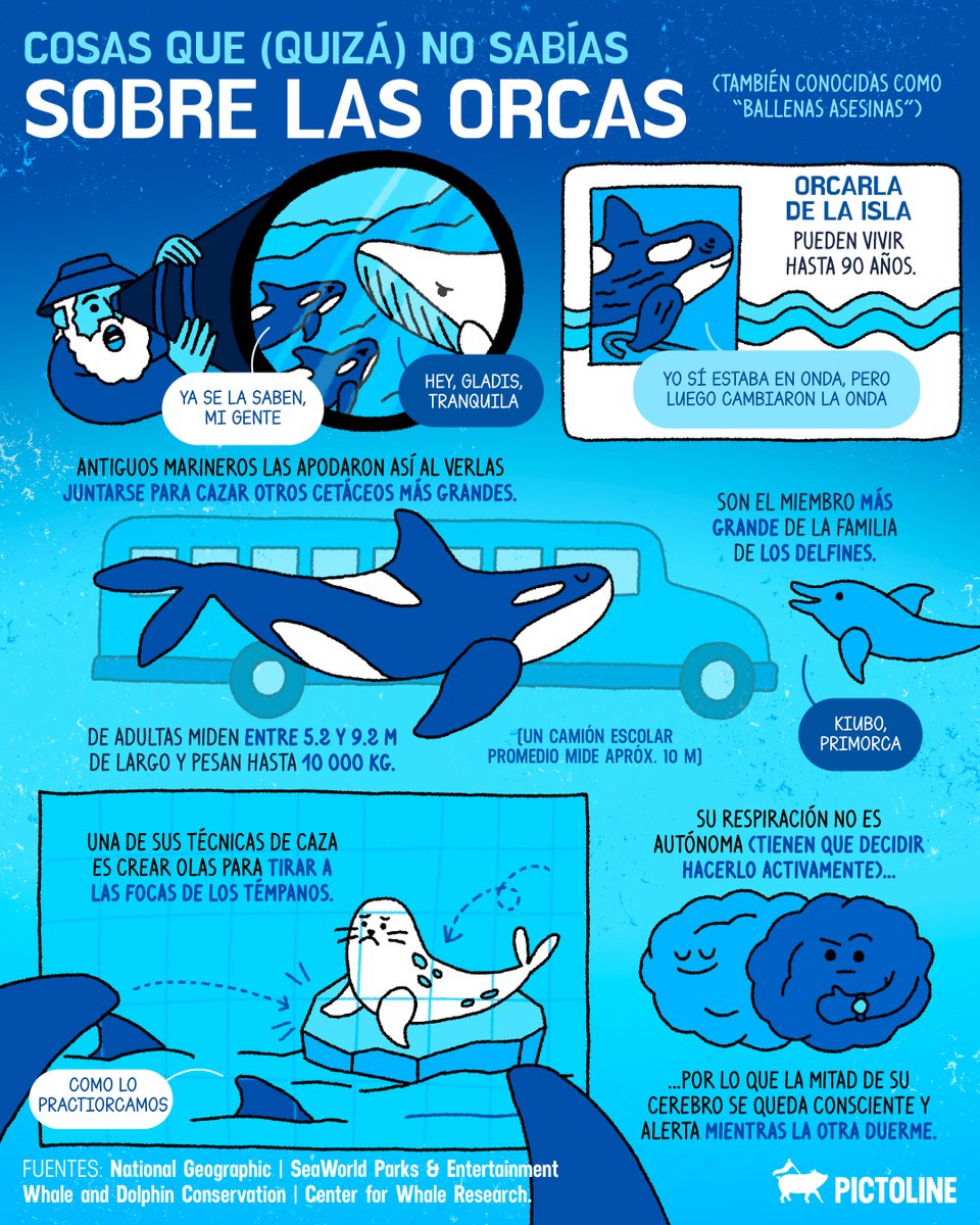 En realidad no son ballenas 🚫🐋 y apagan la mitad de su cerebro para dormir 🧠😮

Cosas que quizá no sabías sobre las orcas: