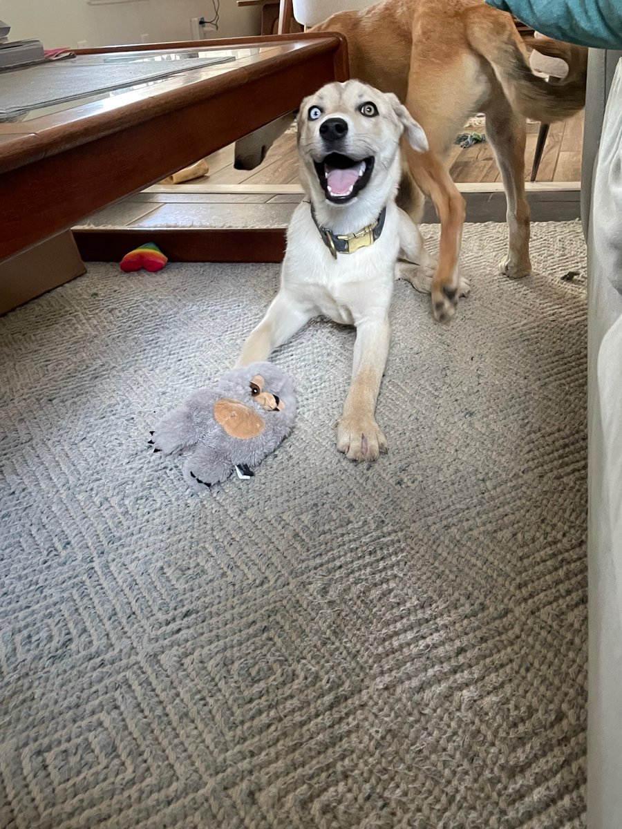bonngada's tweet photo. I'm fostering two sweet, smart pups that my boyfriend and I found on the side of the road about 1 month ago. They are healthy and are now available for adoption! If you're looking for a playful pup, please apply to adopt now!
https://t.co/ezBMP2GD9F
https://t.co/lQLkx2r3Ez https://t.co/VOYfFzKfsr