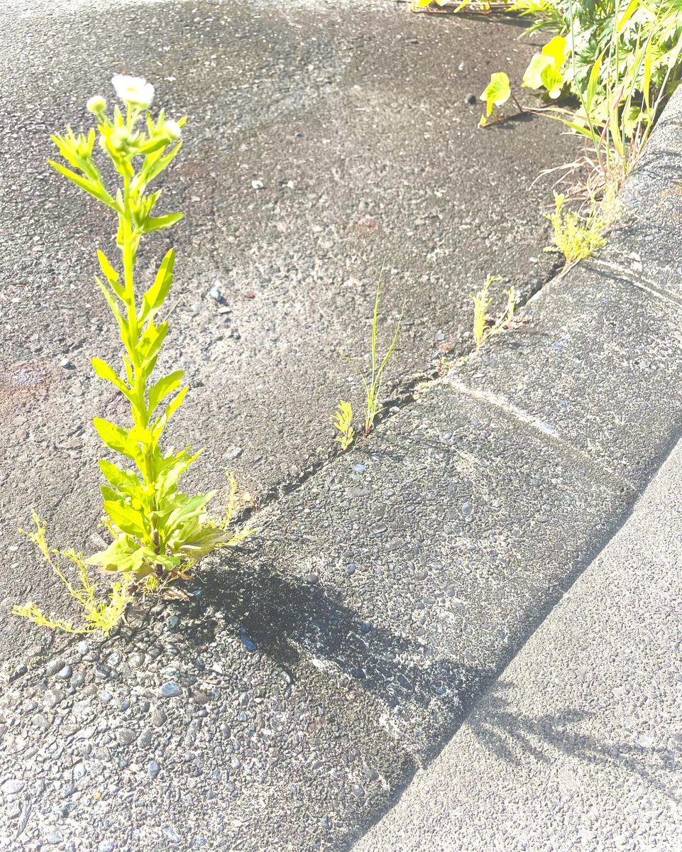 #日常の美しさ #everydaybeauty 
#道端 #roadside #雑草 #weeb 
#影 #shadow #日差し #sunlight 
#穏やか #calm  #草 #grass #緑 
#green #マンホール #manhole 
#静岡 #sizuoka

instagram.com/p/CtKiOxlSgAY/