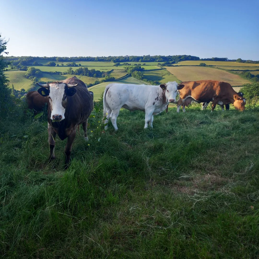 Out about again with a moment to #stopandenjoytheview or should I say #stopandenjoythemoo 🐄😁

#outandabout #getoutside #fitover50 #useitorloseit #freshairdoesyougood #devonhillsmakeyoustronger #riverteign #runhappy #notfastjustfun #ecotherapy