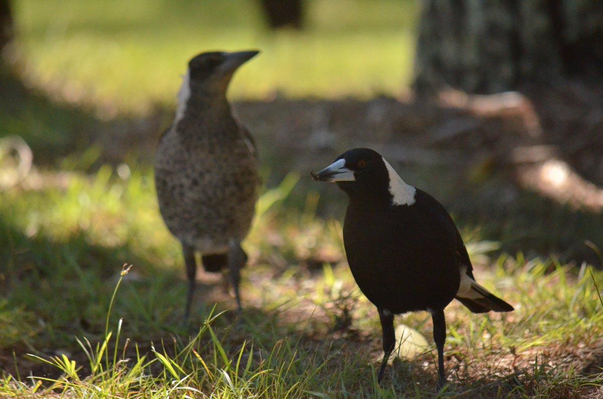 #FirstSeenandHeard first heard Torresian Crows 
First seen Australian Magpie