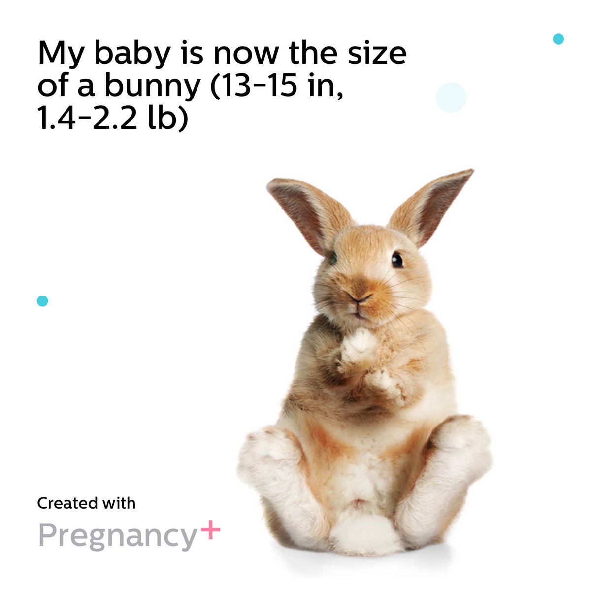 BonjourBabar's tweet photo. My baby is now the size of a bunny (13-15 in, 1.4-2.2 lb)

Sent via my Pregnancy+ App
https://t.co/S0U28A5WMo https://t.co/ZHZutD2ClW