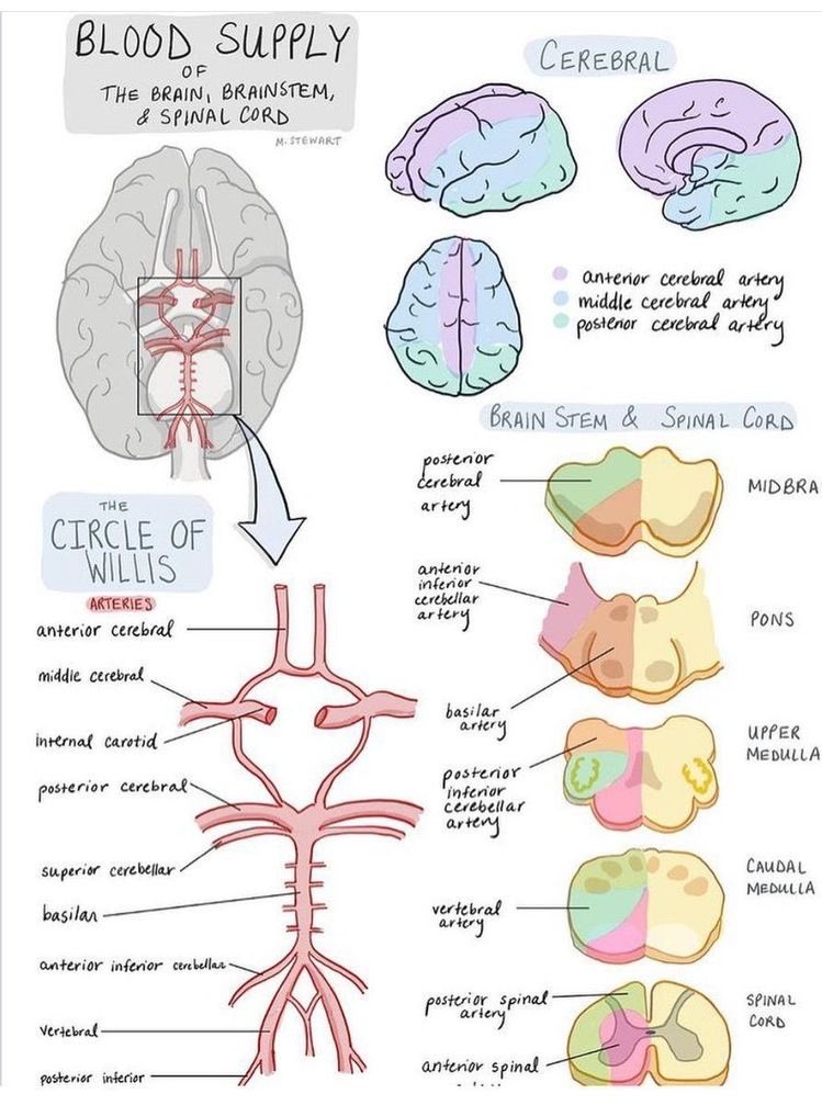 An useful stroke primer.

Credits: Mai Stewart.  

#MedTwitter