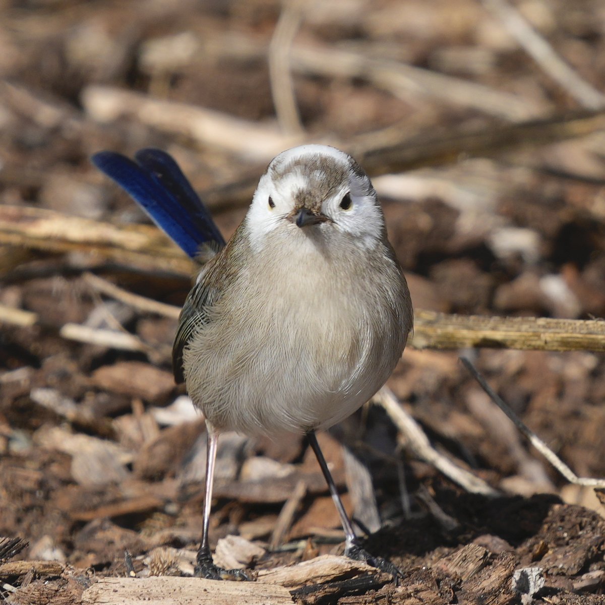 Happy #WrensDay from this white-headed #SuperbFairyWren ....

An unsually coloured individual at #GreenfieldsWetlands

#wildoz #Ozbirds #birdwatching #BirdPhotography #AustralianBirds #wildlifephotography #Wren #FairyWren #BirdsOfTwitter #AustralianWildlife #ornithology