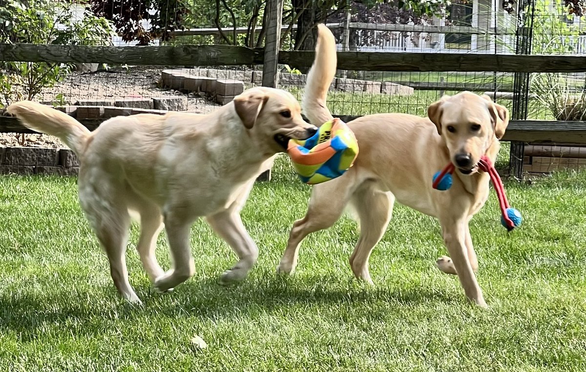 Today I got to visit my friends <a href="/Milford_Schools/">Milford Schools</a> for a summer time checkin with @MjhToddwells and Central Office Staff.  Now we do zoomies and exercise  with Penny my sister <a href="/circletail/">Circle Tail, Inc.</a>