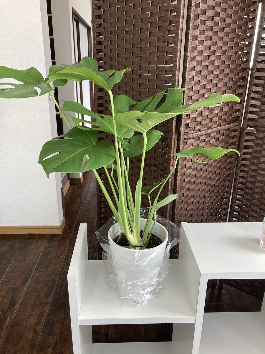Toride_self_acb's tweet photo. おはようございます☀
本日も朝から元気にスタートです☆

店内に新しい観葉植物🪴を置きました^ ^
モンステラ！

緑が増えると癒し効果倍増です(๑˃̵ᴗ˂̵)
皆様も癒されながら、脱毛、ホワイトニングを体験ください🎶

#取手
#脱毛
#ホワイトニング
#取手脱毛
#取手ホワイトニング https://t.co/L8iT1UVxgh