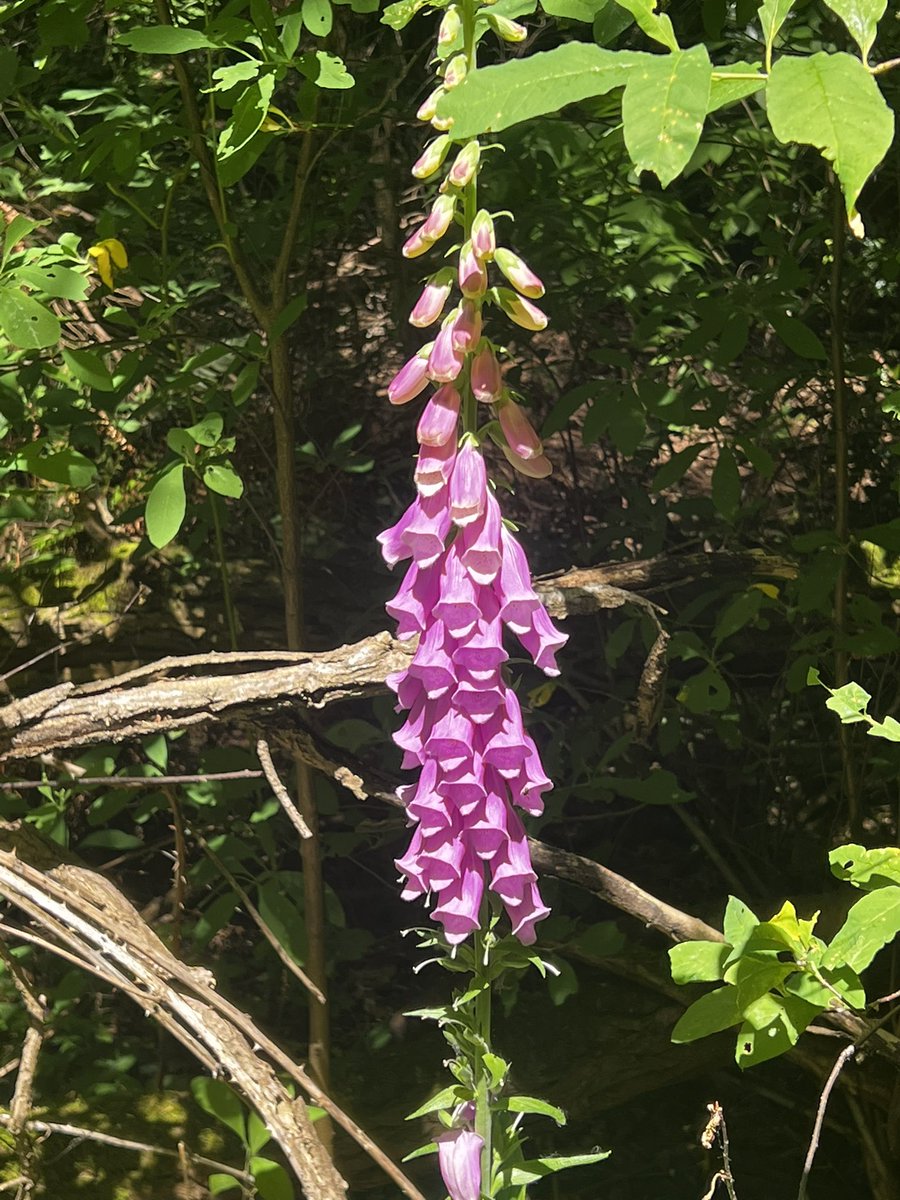 Calcium leaving? 🧪
Purple royalty forbids. 🌸
Hail Inotropy! 🫀

Inspired by a beautiful sighting on a hike 🥾

#MedTwitter 
Med #Haiku 
H/t @DrCindyCooper