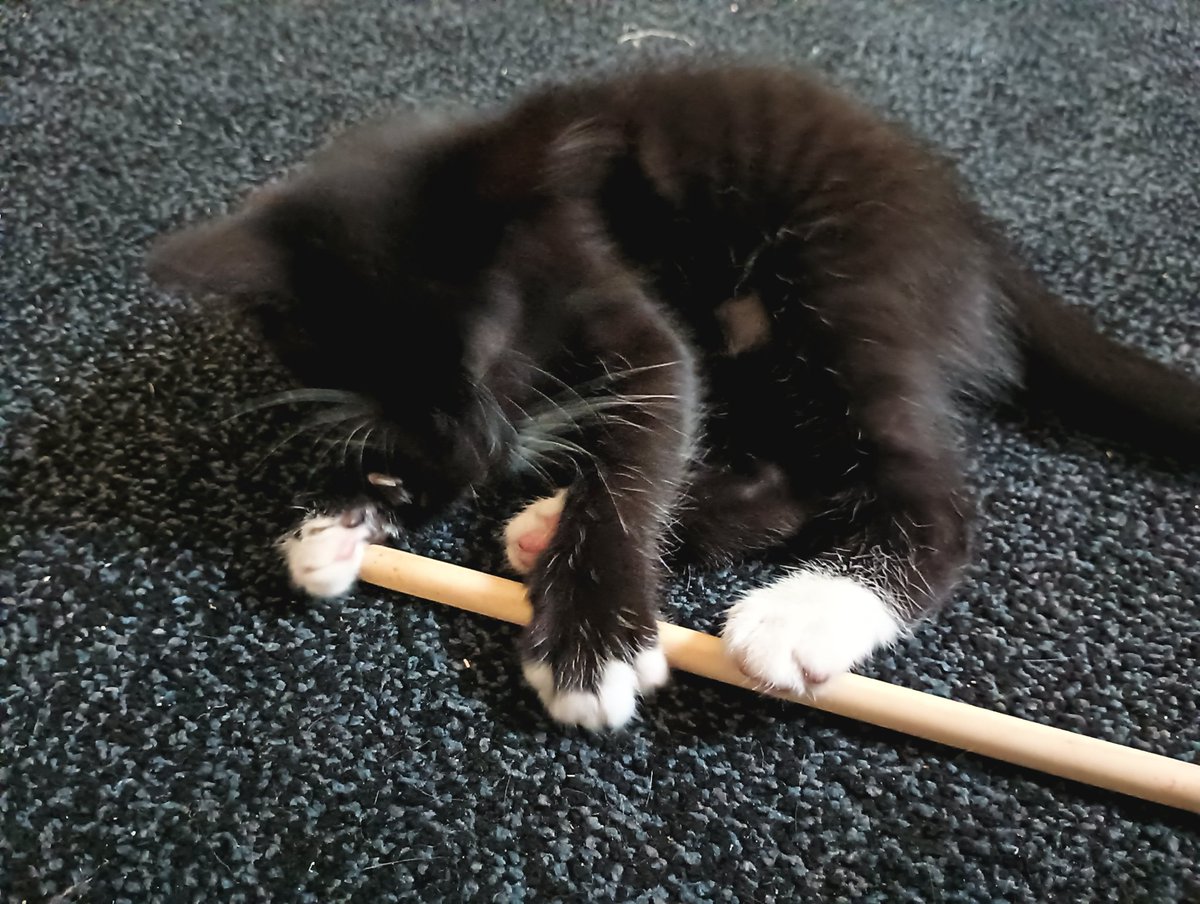 RustyFox_'s tweet photo. Gus has genuinely increased the quality of my life so much. Ever since adopting her I've looked forward to going home from work more than ever. I've been smiling more, opening windows more to see her happy in the sun. Feeding her is a joy, her mewing fills my hearts. https://t.co/CW1eGB2bXA