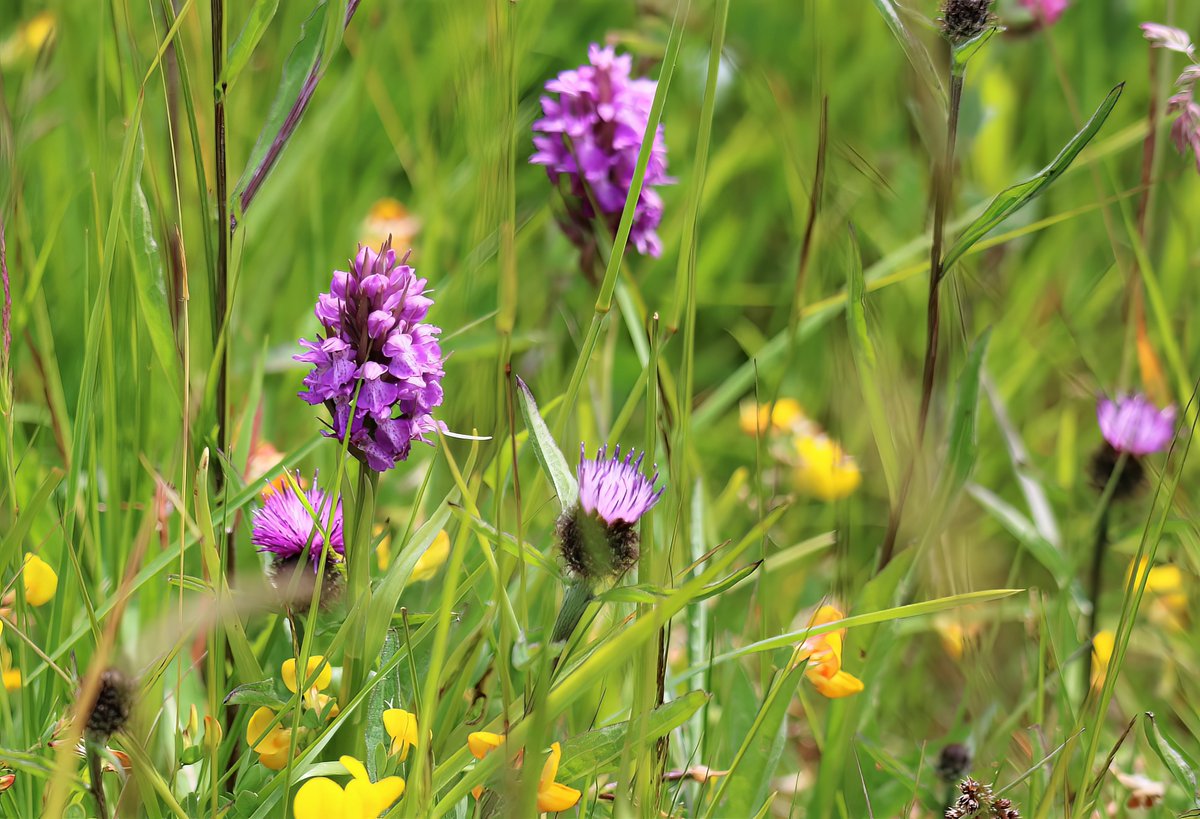 butlerdb77's tweet photo. At West Williamston, @WTSWW, only 7 bee orchids noted. In the meadows some very nice southern marsh and common spotted, the early purple appear to have done well, lots of seed pods developing. @welshorchids @BSBICymru https://t.co/yPdsF13tNm