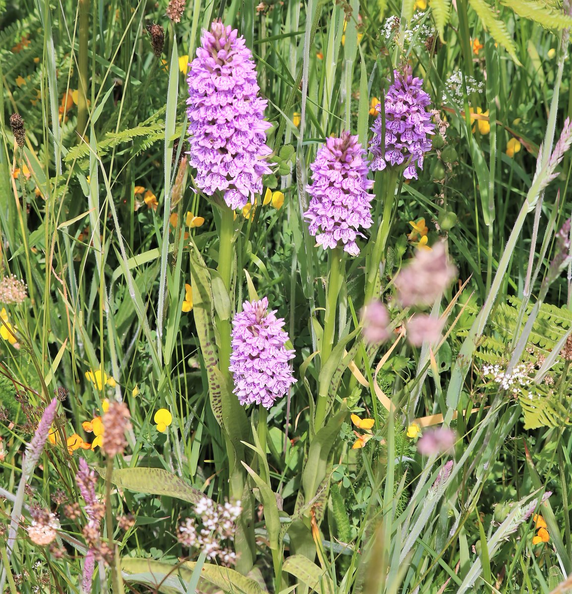 butlerdb77's tweet photo. At West Williamston, @WTSWW, only 7 bee orchids noted. In the meadows some very nice southern marsh and common spotted, the early purple appear to have done well, lots of seed pods developing. @welshorchids @BSBICymru https://t.co/yPdsF13tNm