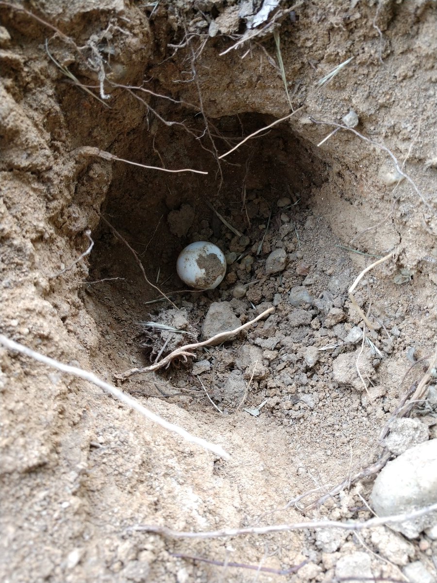 pfucito's tweet image. My dog and I discovered two more turtle nests across the street from our home tonight 🐢 #turtles #turtlenest