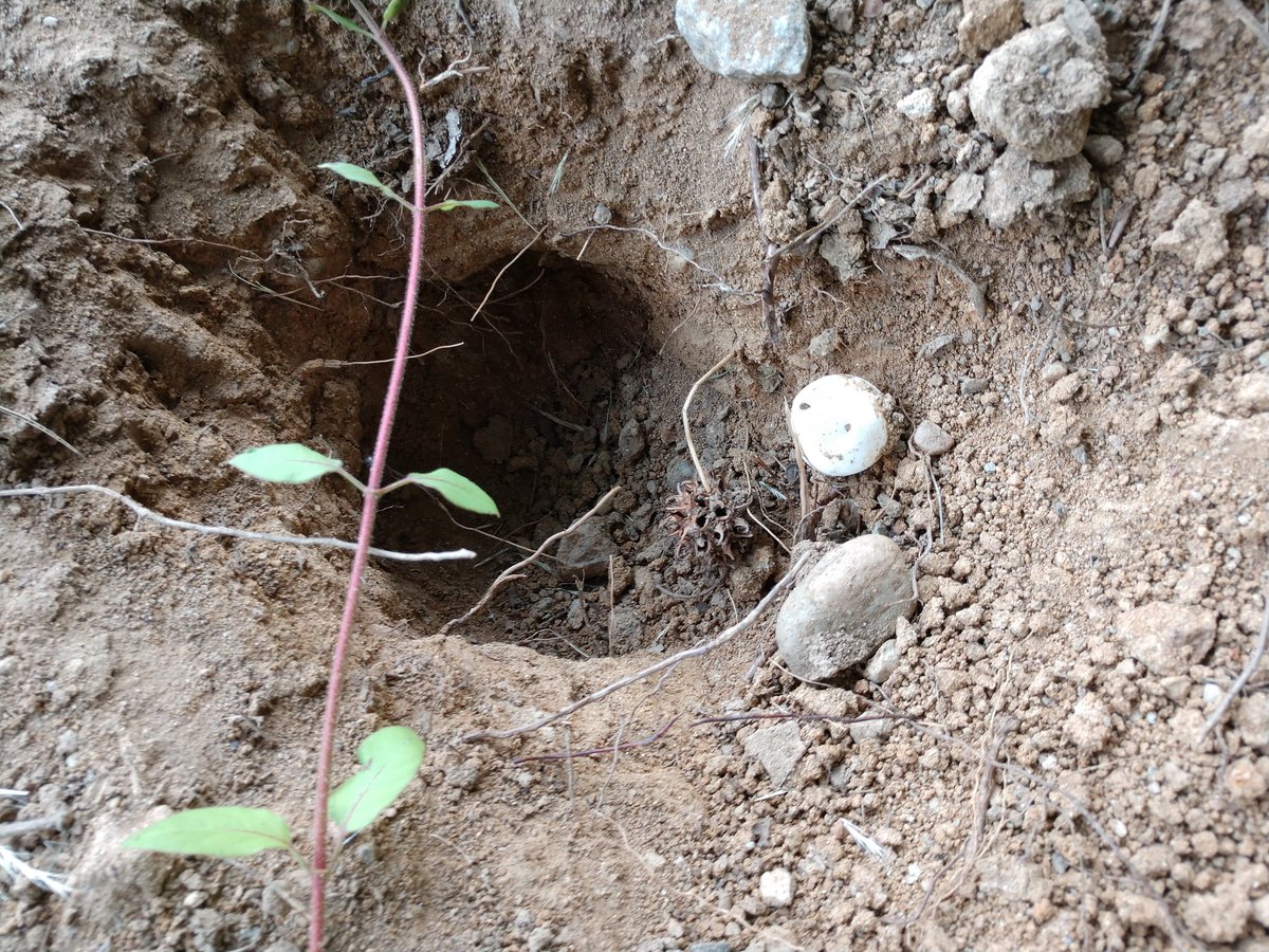 pfucito's tweet image. My dog and I discovered two more turtle nests across the street from our home tonight 🐢 #turtles #turtlenest