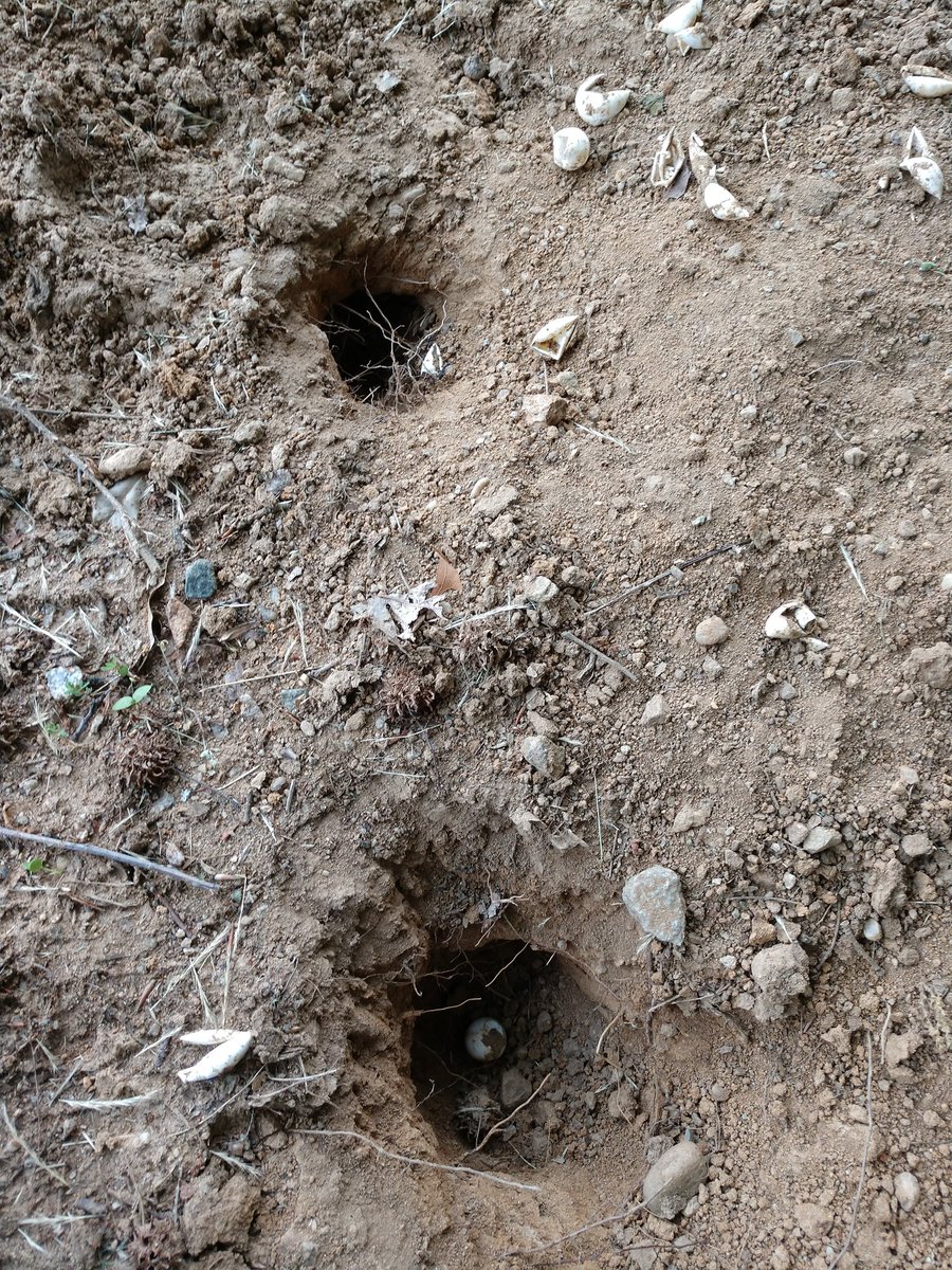 pfucito's tweet image. My dog and I discovered two more turtle nests across the street from our home tonight 🐢 #turtles #turtlenest