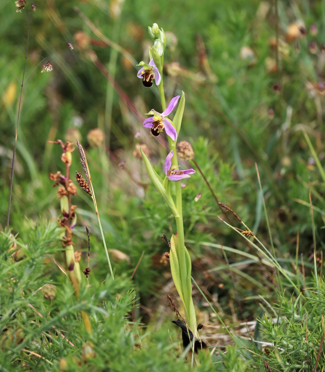 butlerdb77's tweet photo. At West Williamston, @WTSWW, only 7 bee orchids noted. In the meadows some very nice southern marsh and common spotted, the early purple appear to have done well, lots of seed pods developing. @welshorchids @BSBICymru https://t.co/yPdsF13tNm