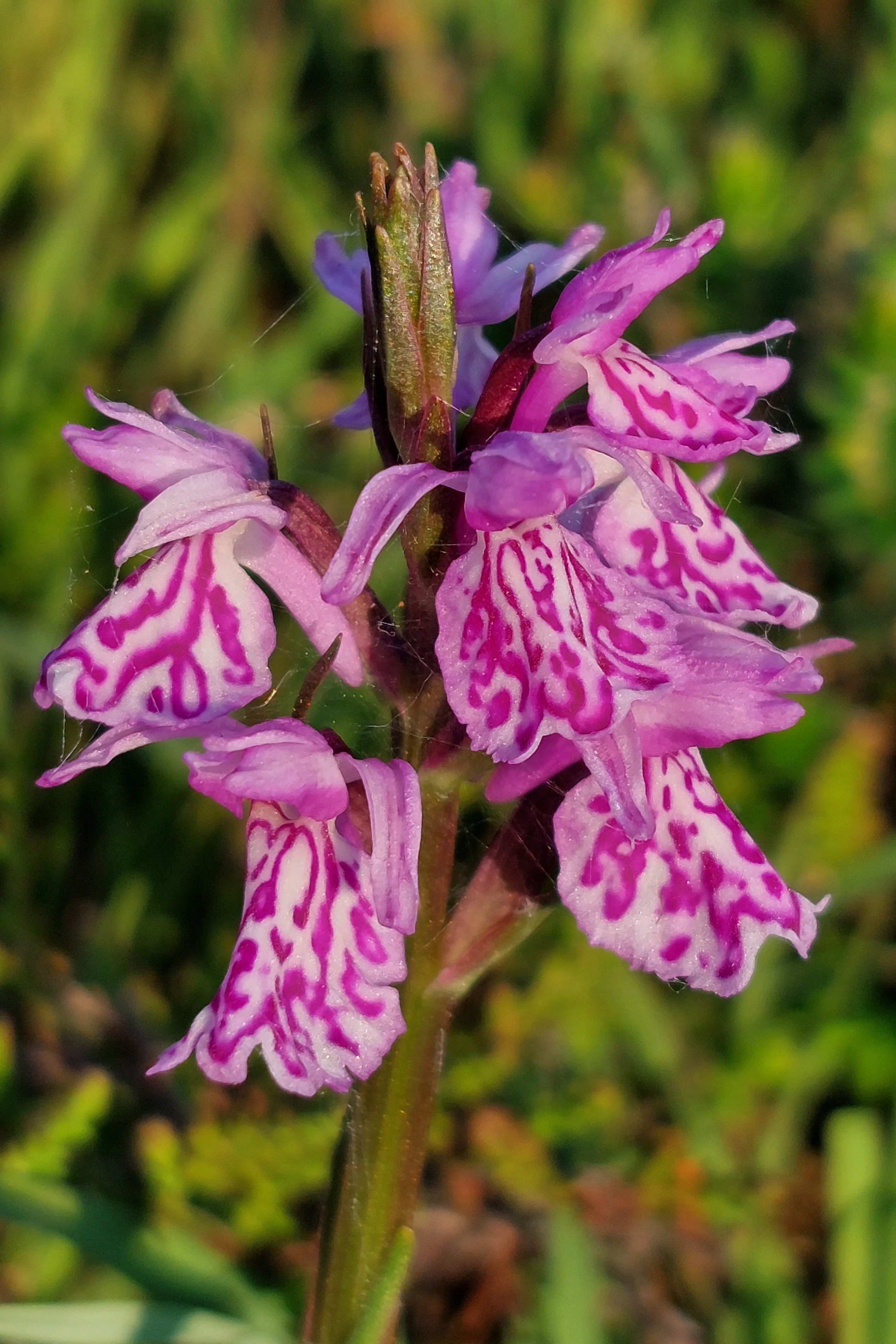 @Lleyn_Birding/Botany / Twitter