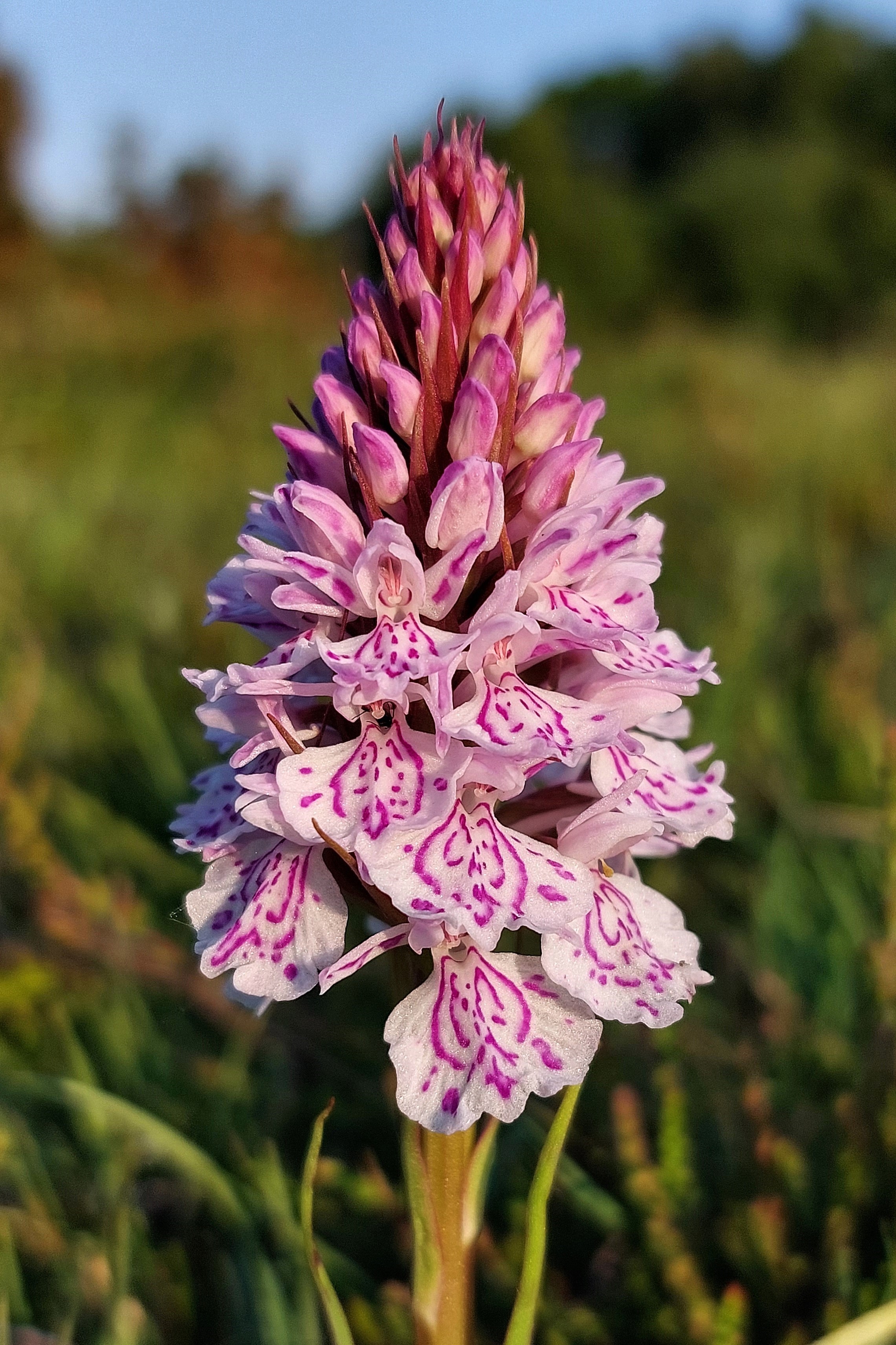 @Lleyn_Birding/Botany / Twitter