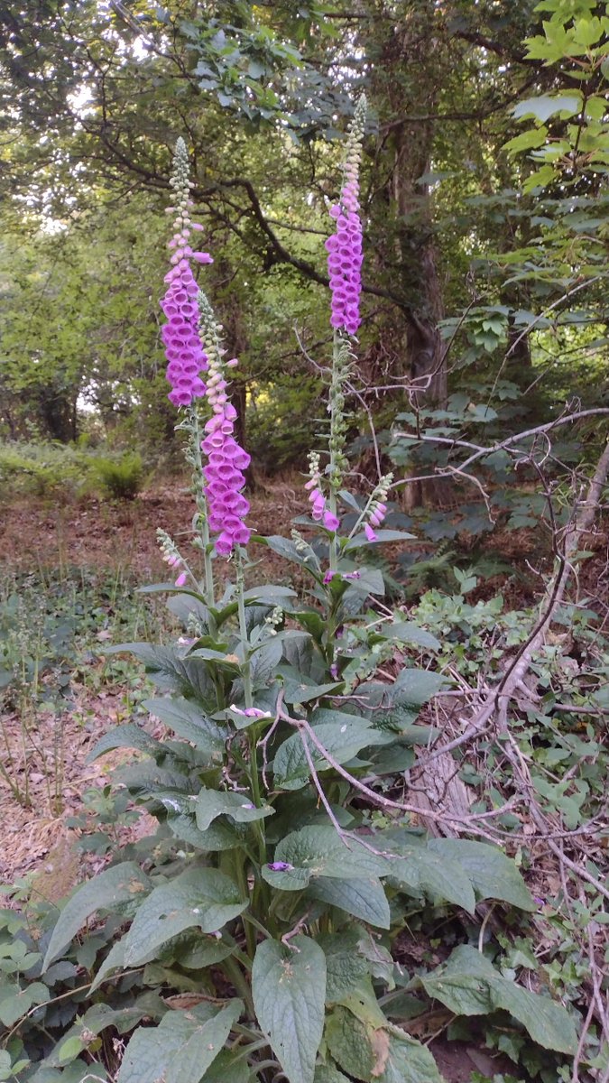o__olver's tweet photo. I'm really enjoying the foxgloves everywhere at the moment, saw these on an evening walk through Parc Natur Penglais #30dayswild https://t.co/GXum193SsT