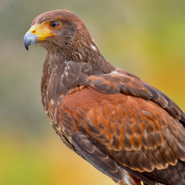 AHlagoon's tweet photo. Meet Hawkeye! Next Sunday, Hawkeye and his handler Bob will be at the Center to present and perform flying drills. It will be the ultimate bird-watching experience! Let us know in the comments if you plan to attend.
#raptorwatch #aguahedionda #discoverycenter #fathersdayevent https://t.co/hpACGc1vVd